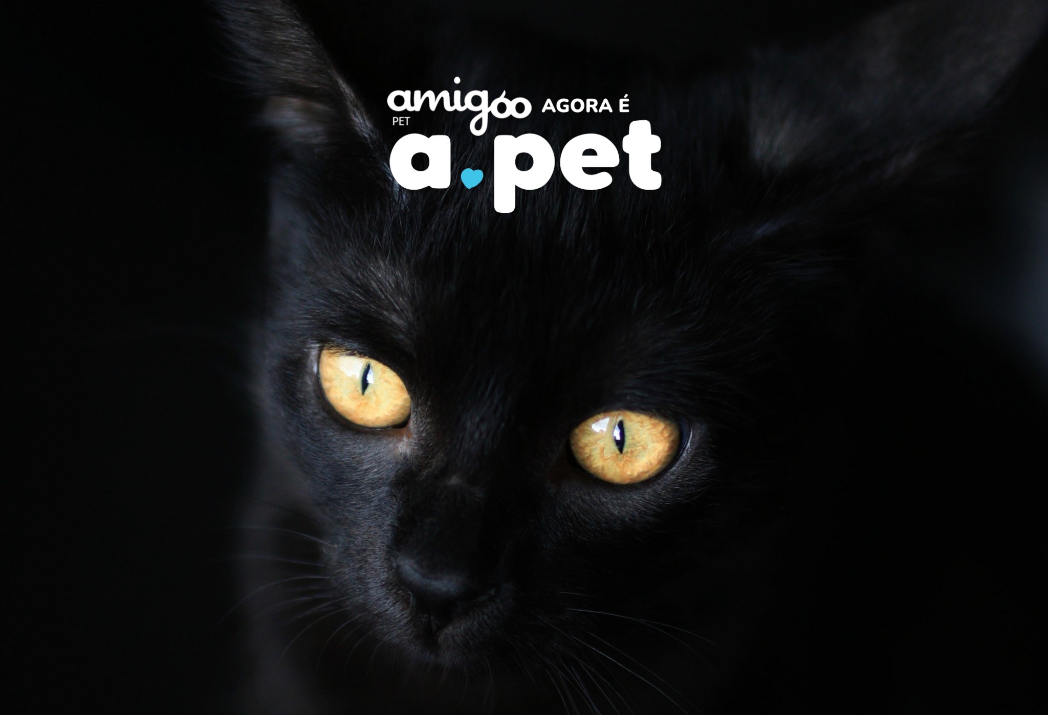 gato