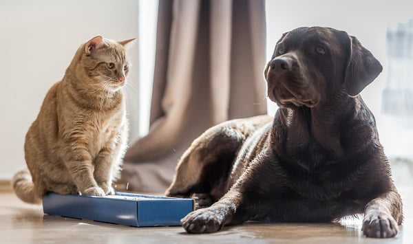 adultos guabi natural Petlove