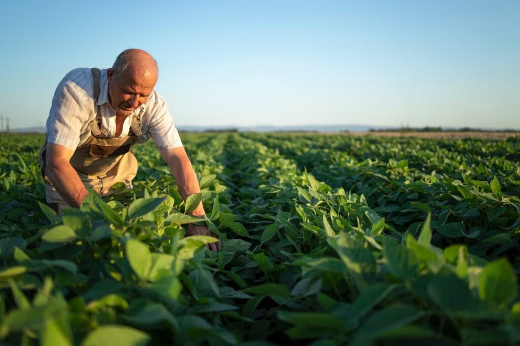agricultor agronomo senior trabalhador no campo de soja verificando as colheitas antes da colheita 342744 1260